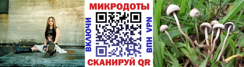 Галлюциногенные грибы Psilocybine cubensis  Усть-Лабинск 
