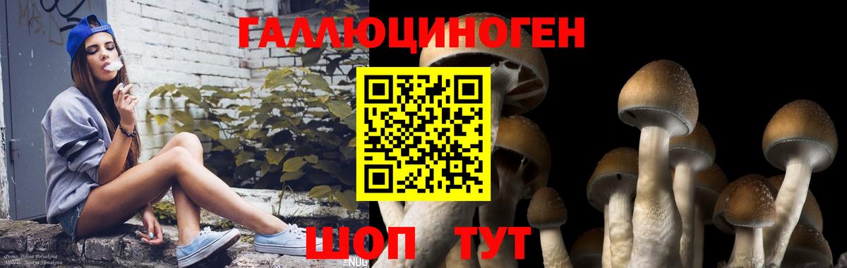 Галлюциногенные грибы Cubensis Усть-Лабинск